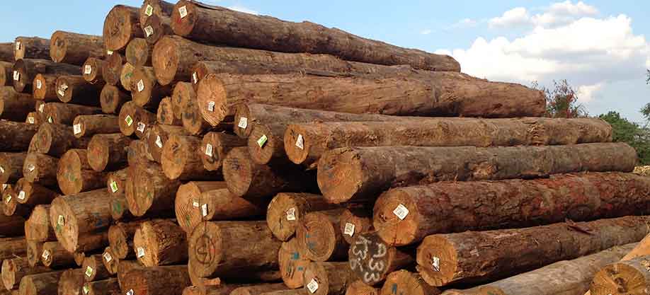 Pine Wood Logs